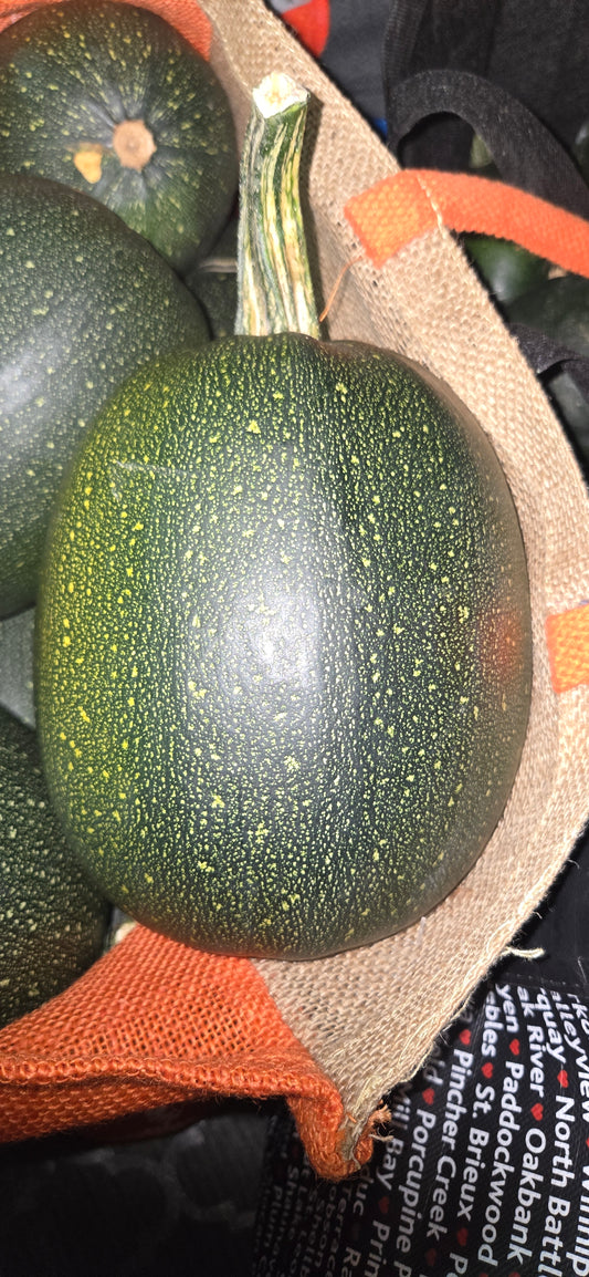 Fresh Gem Squash