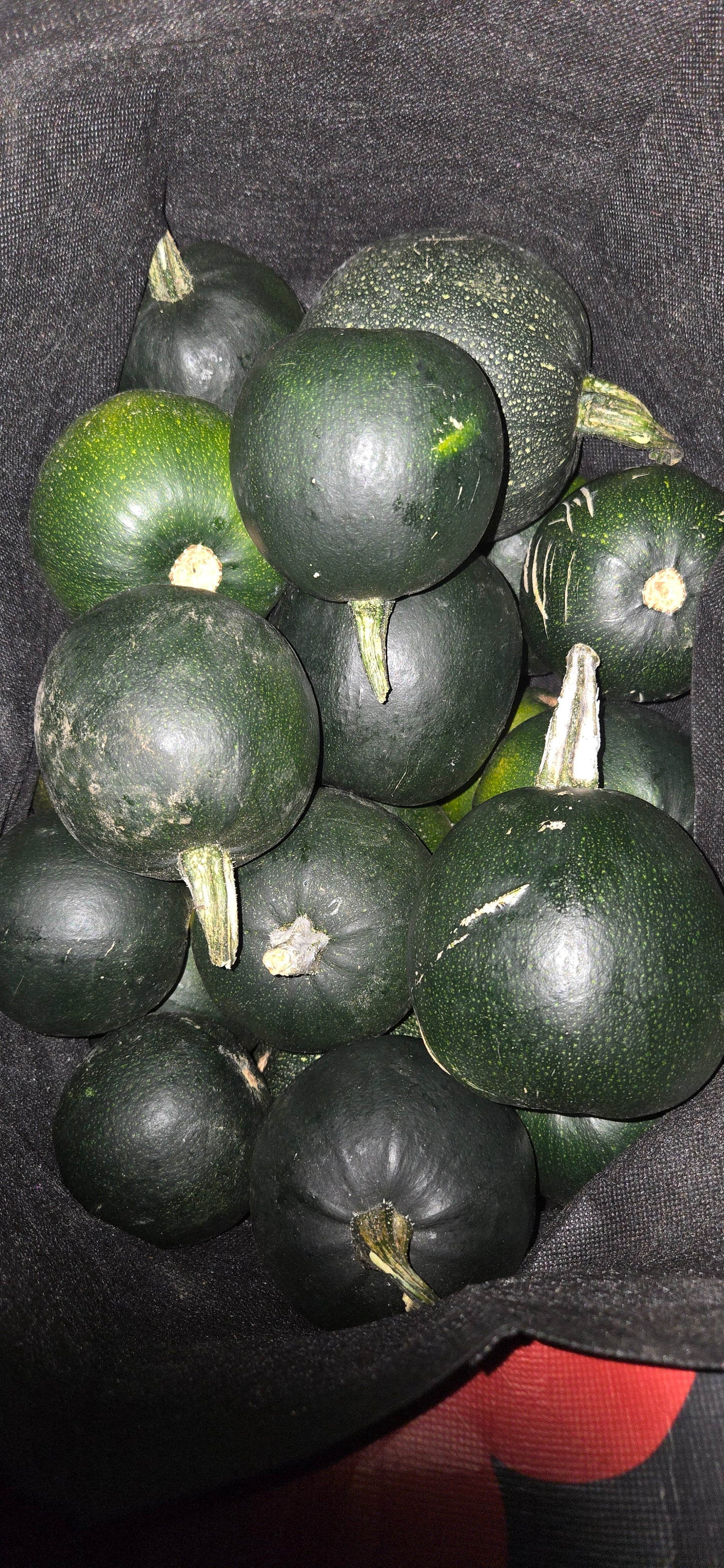 Fresh Gem Squash